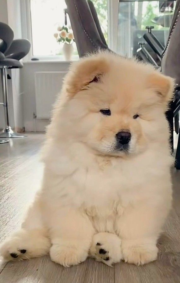 🐾 Chow-Chow-Welpen