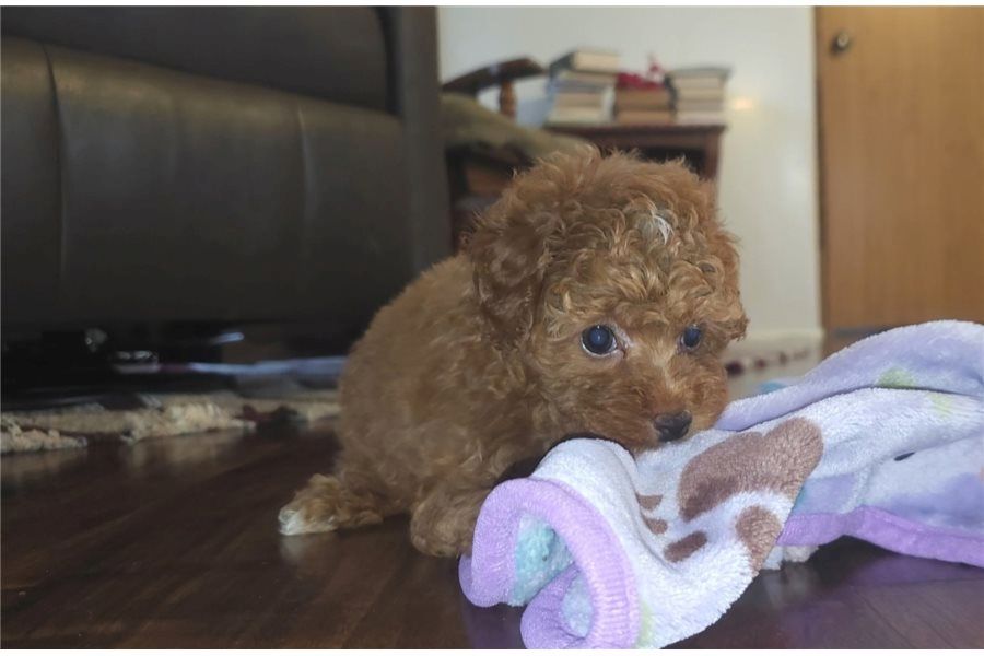 Reinrassige pudel welpen