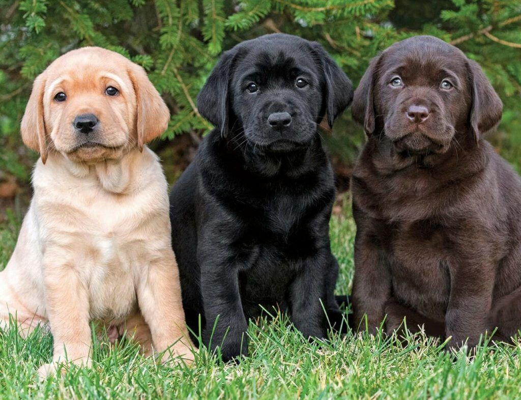 🐾 Labrador-Retriever-Welpen
