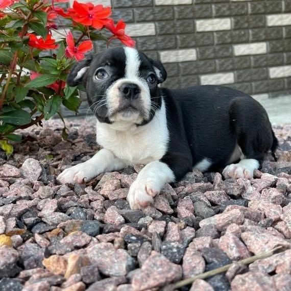 🐾 Boston-Terrier-Welpen