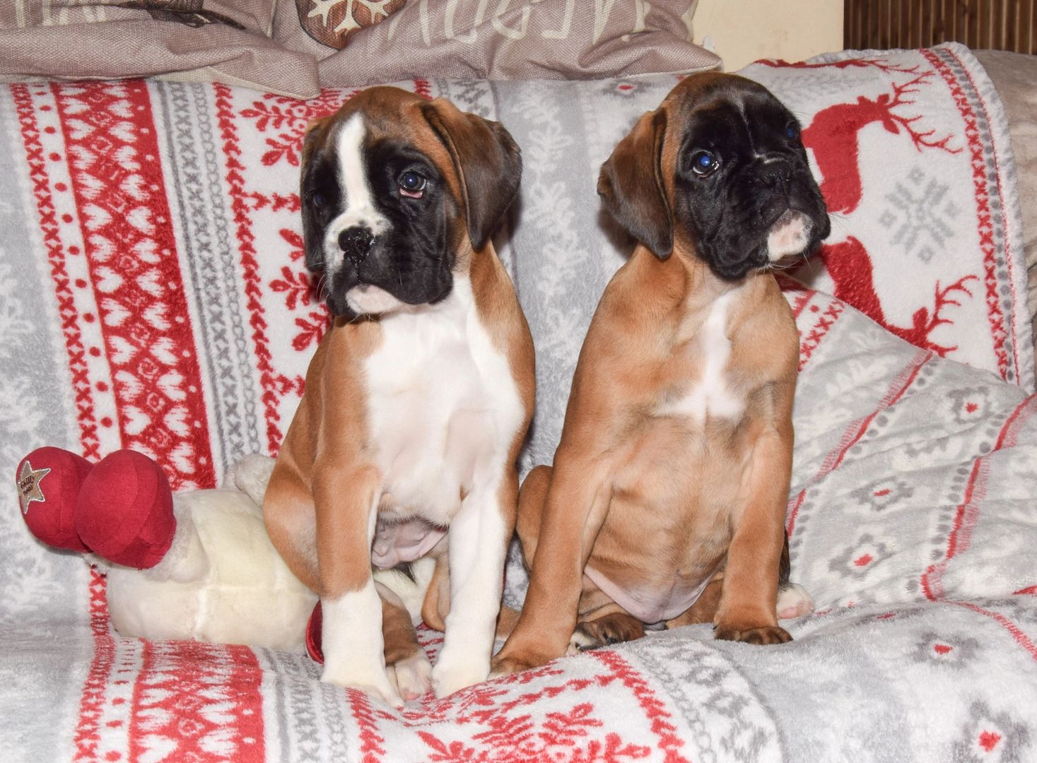 🐾 Boxer-Welpen suchen ein Zuhause 🐾