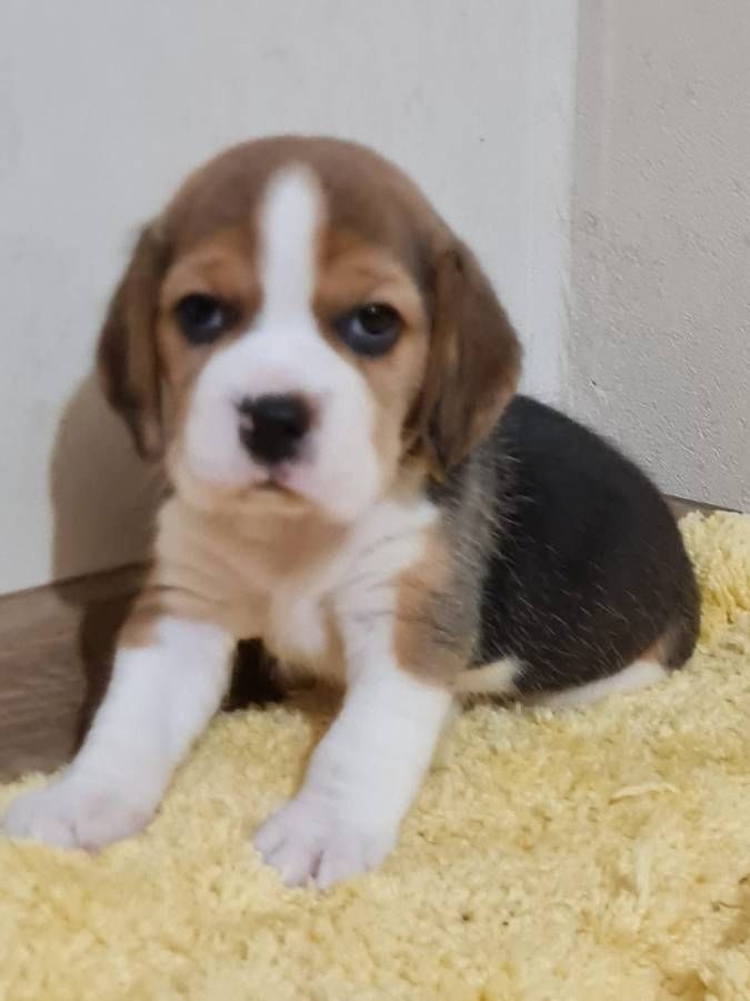🐾 Beagle-Welpen suchen ein Zuhause!