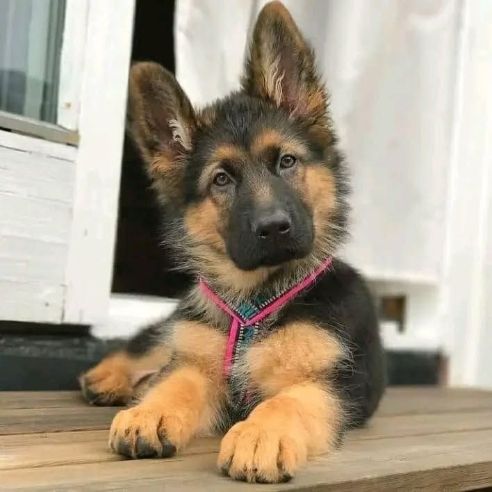 Schäferhund-Welpen
