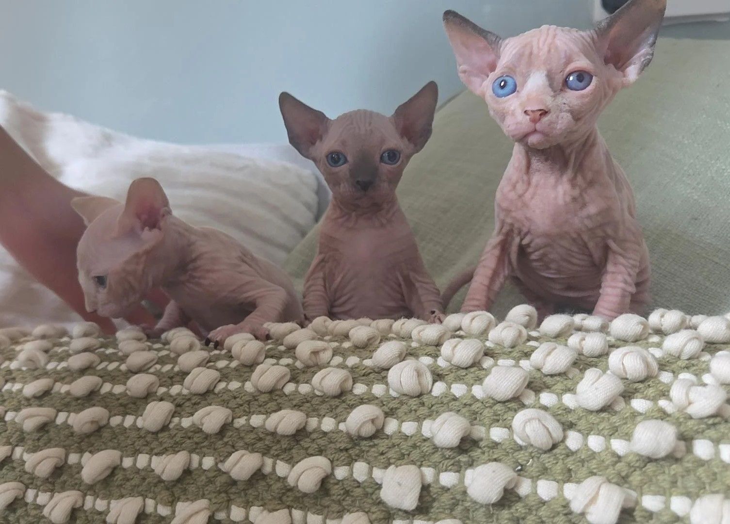🐾 *Sphynx-KÄTZCHEN ZU VERKAUFEN* 🐾