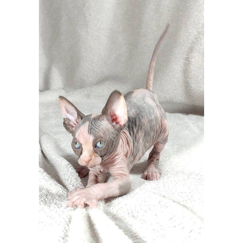 🐾 *Sphynx-KÄTZCHEN ZU VERKAUFEN* 🐾