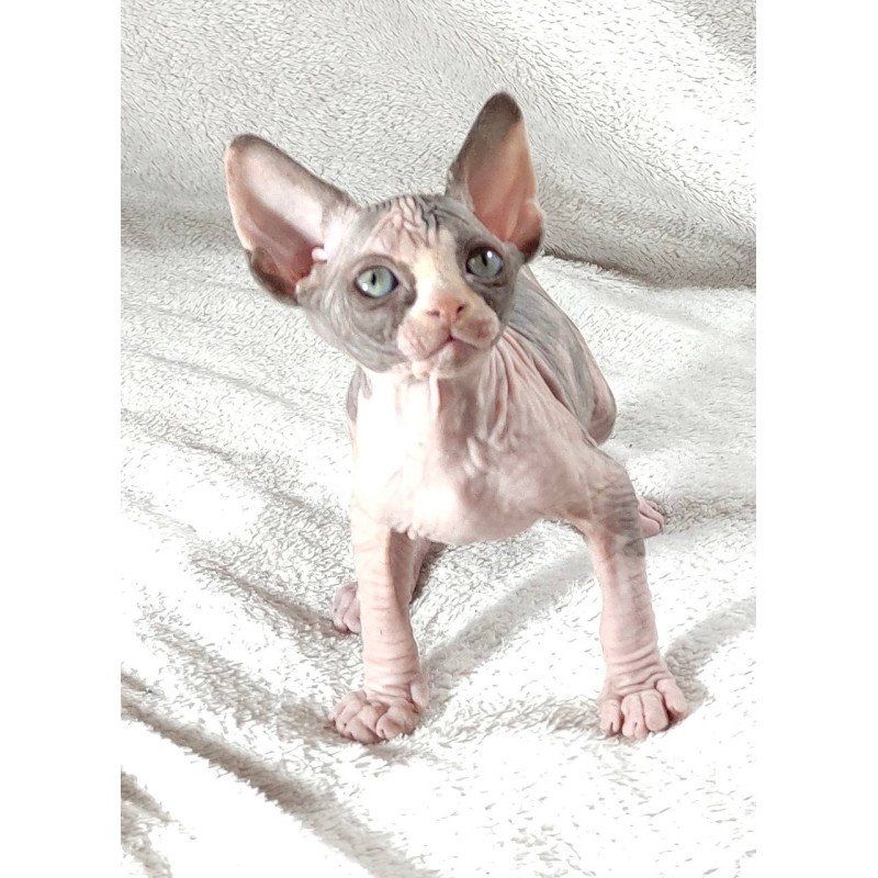 🐾 *Sphynx-KÄTZCHEN ZU VERKAUFEN* 🐾