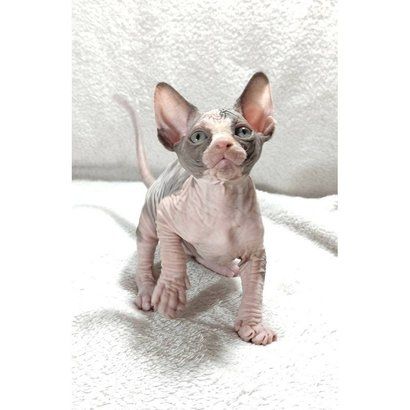🐾 *Sphynx-KÄTZCHEN ZU VERKAUFEN* 🐾