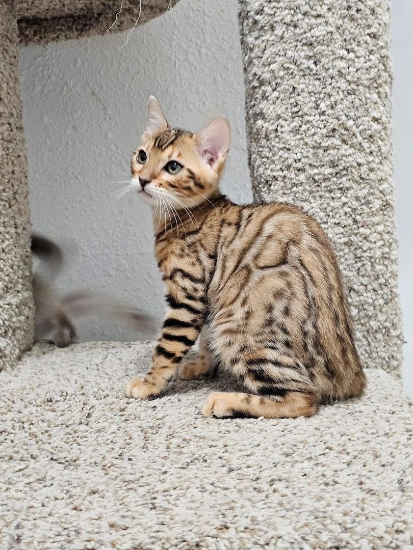 Wunderschöne Bengal-Kätzchen suchen ein liebevolles neues Zuhause