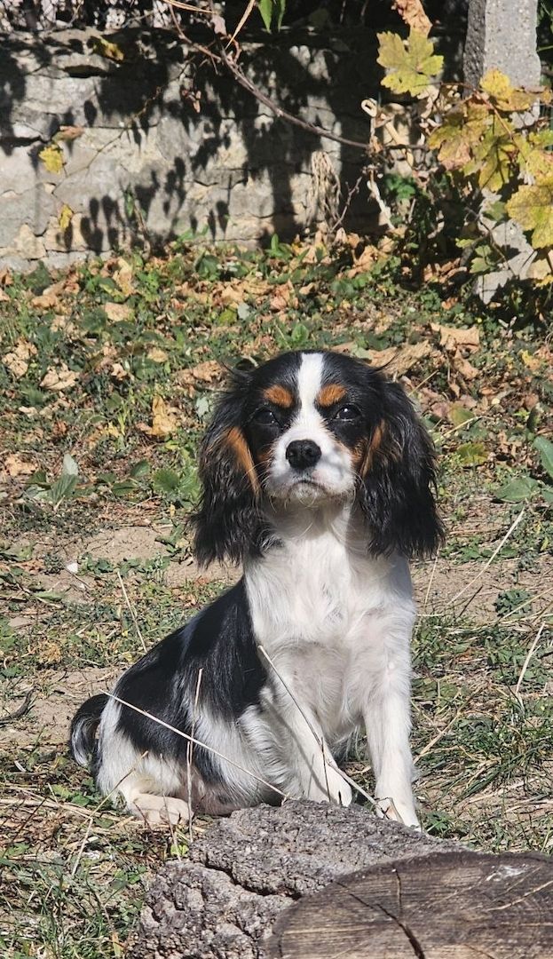 weiblicher Cavalier King Charles Spaniel