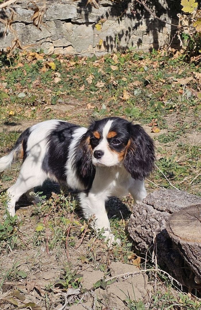 weiblicher Cavalier King Charles Spaniel
