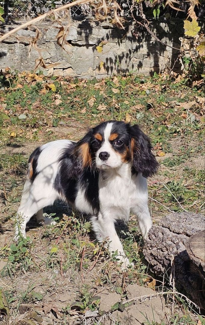weiblicher Cavalier King Charles Spaniel