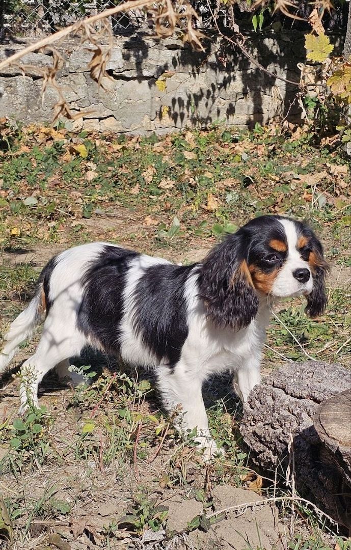 weiblicher Cavalier King Charles Spaniel