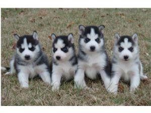 Wunderschöne Siberian-Husky-Welpen (Rüden und Hündinnen)