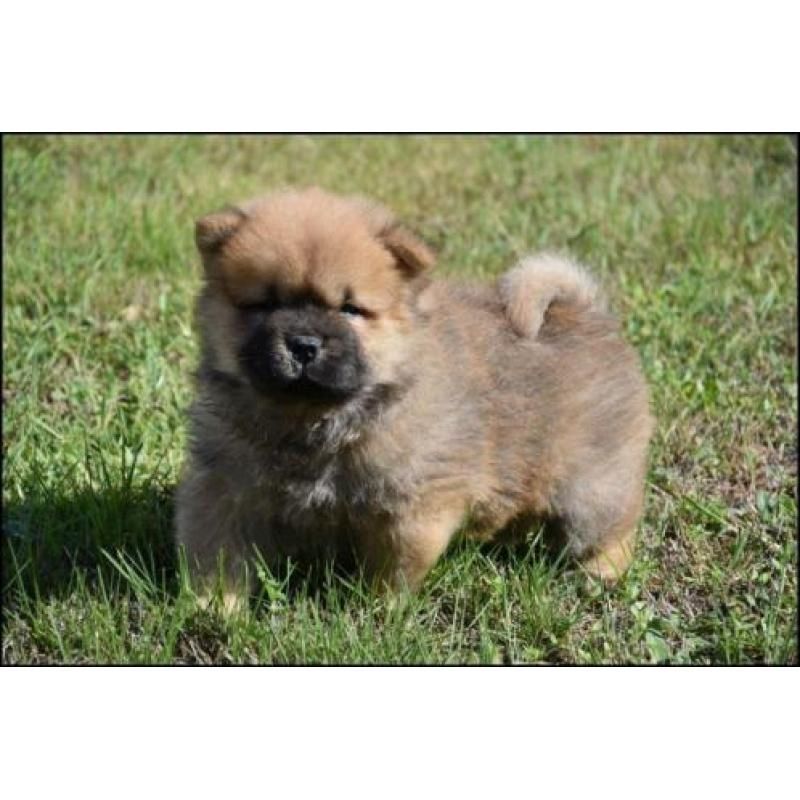 Chow-Chow-Welpen
