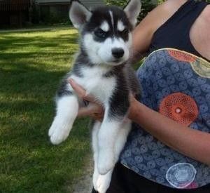 Verspielte Siberian-Husky-Welpen