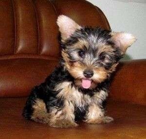 Wunderbarer Yorkie abzugeben
