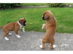 Zwei freundliche Boxer-Welpen abzugeben