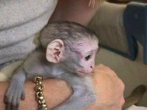 Zwei bezaubernde Kapuzineräffchen-Babys