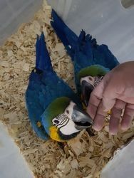 Papageien und befruchtete Eier zu verkaufen