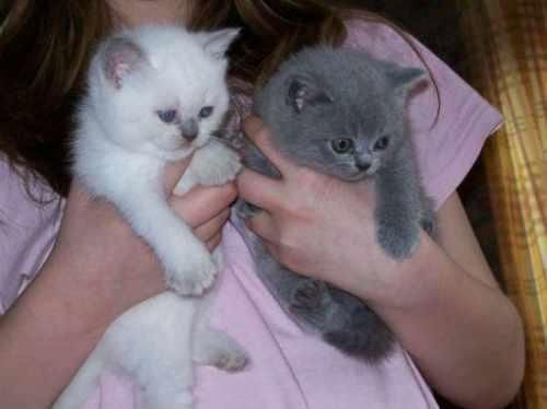 BKH KITTEN (Baby Britisches Kurzhaar Kätzchen)