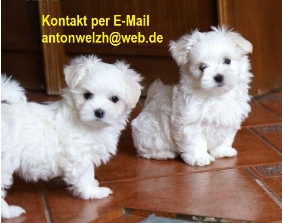 Malteser welpen