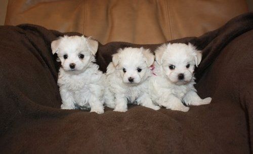 Mini Malteser(Malteser Welpen )