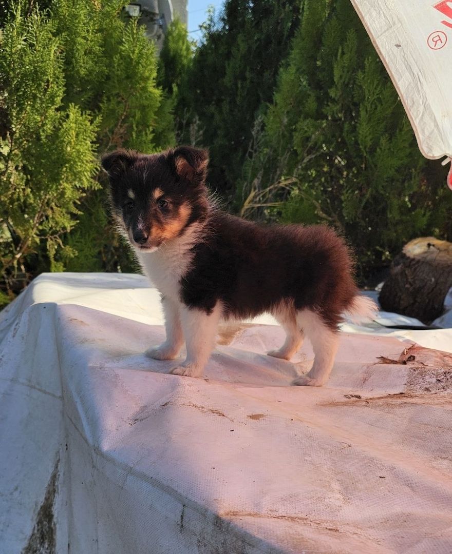 Sheltie-Welpen, Mädchen 