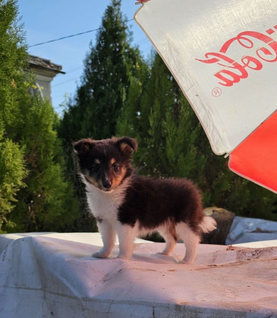 Sheltie-Welpen, Mädchen 