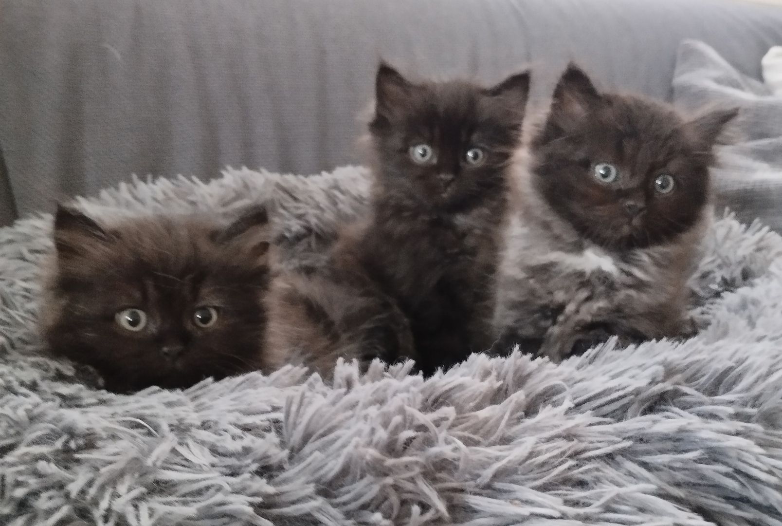 Ragdoll Kitten Seal Point & Black