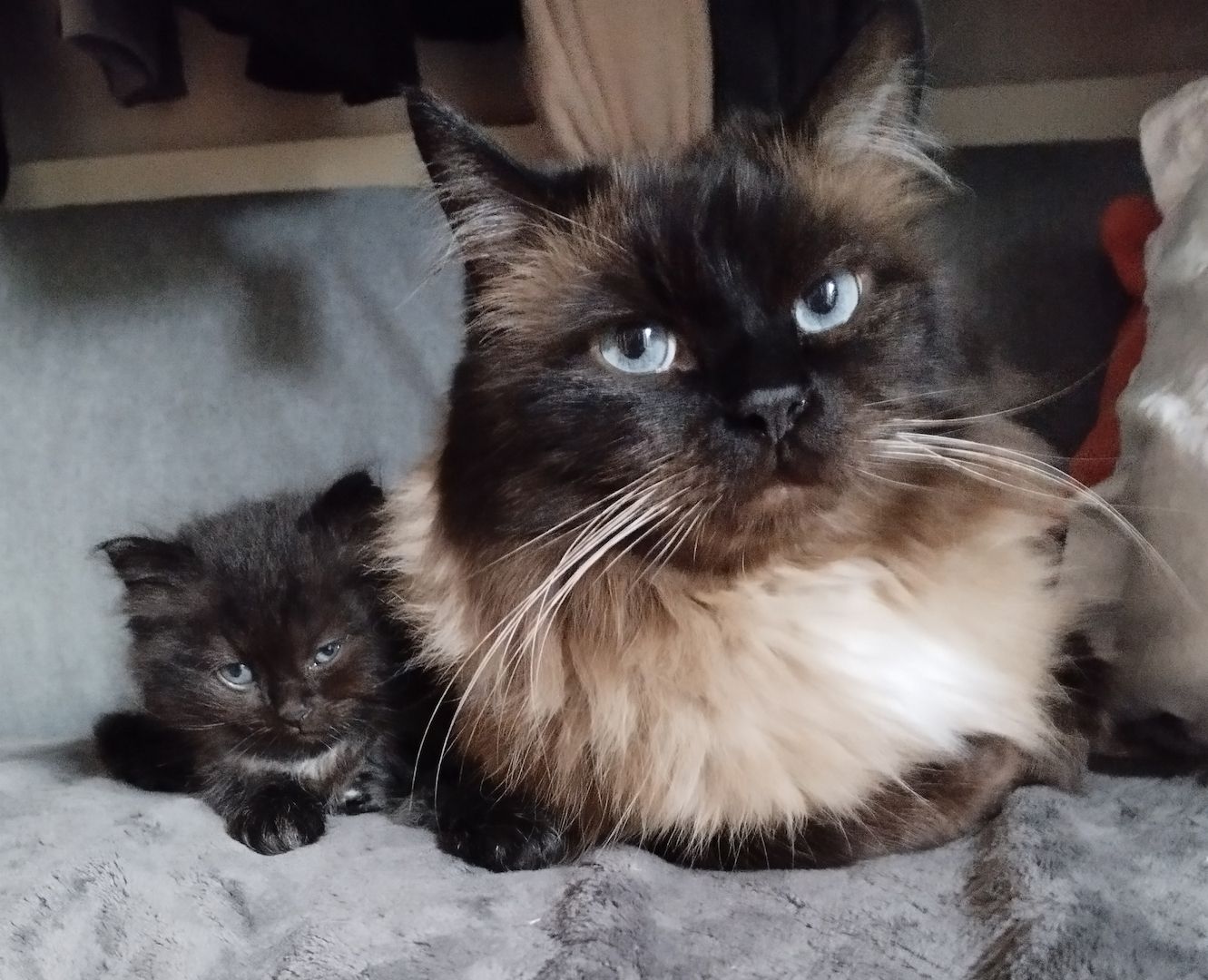Ragdoll Kitten Seal Point & Black