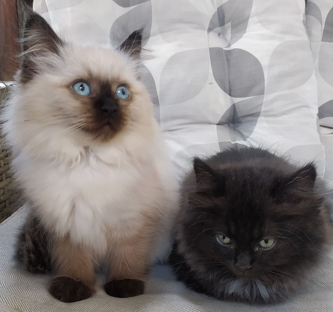 Ragdoll Kitten Seal Point & Black