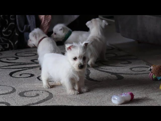 West-Highland-White-Terrier-Welpen. WhatsApp: +44 7469 456352