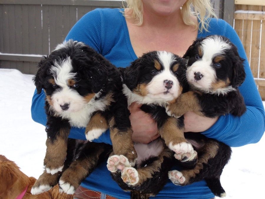 Berner Sennenhund-Welpen suchen ein neues Zuhause.