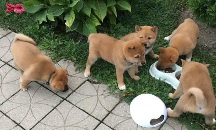 Shiba-Inu-Welpen suchen ein neues Zuhause.