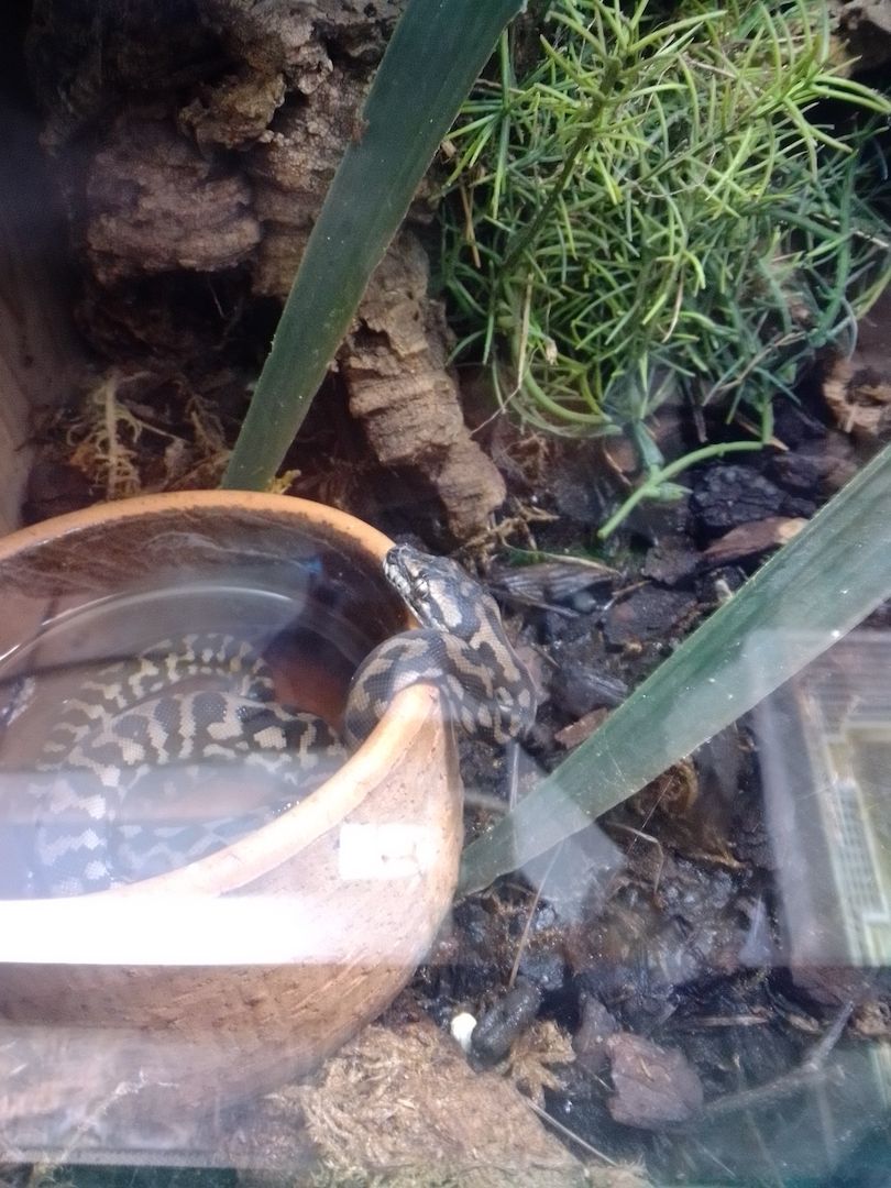 Teppichpython