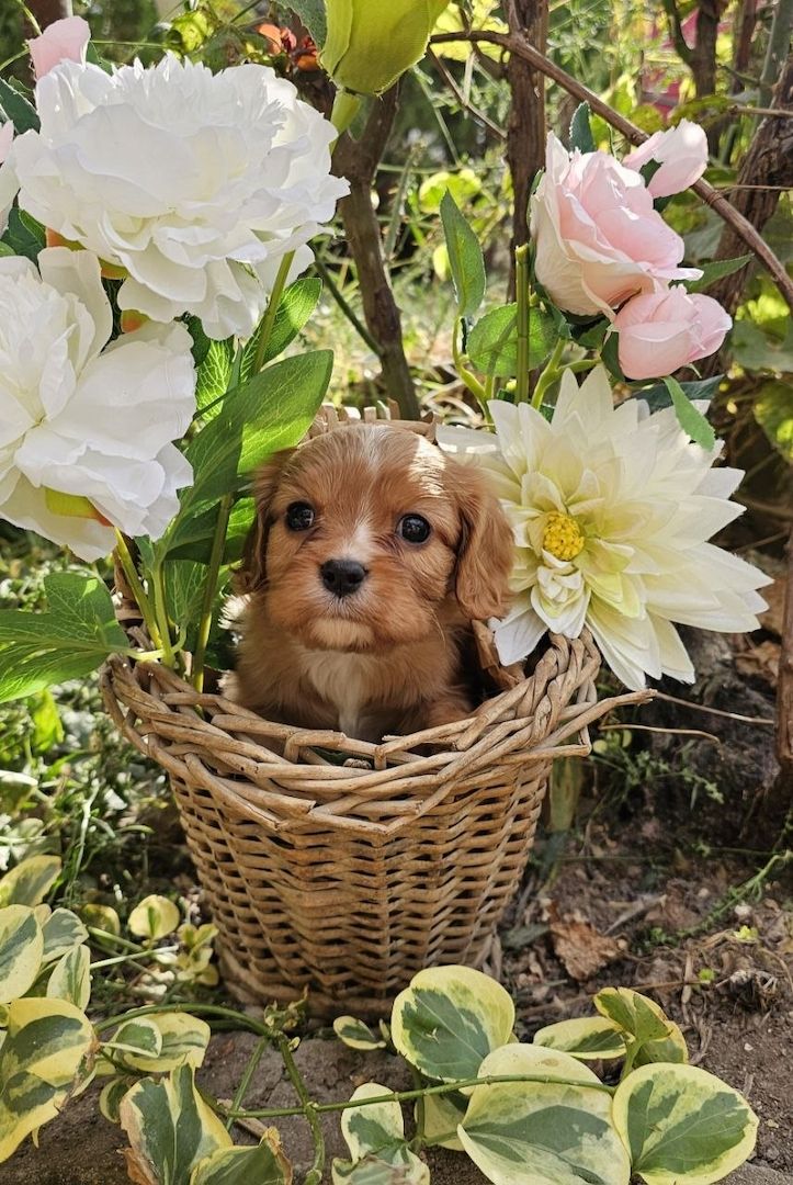 Cavalier King Charles Spaniel Mädchen