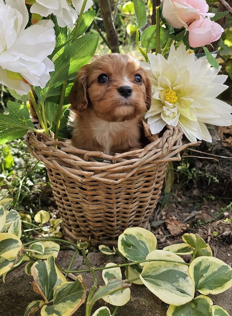 Cavalier King Charles Spaniel Mädchen