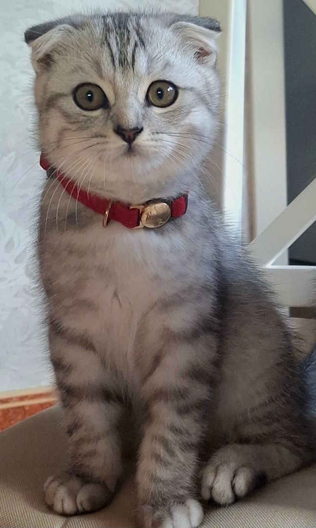 BKH / Scottish Fold Kater suchen liebevolles Zuhause ❤️