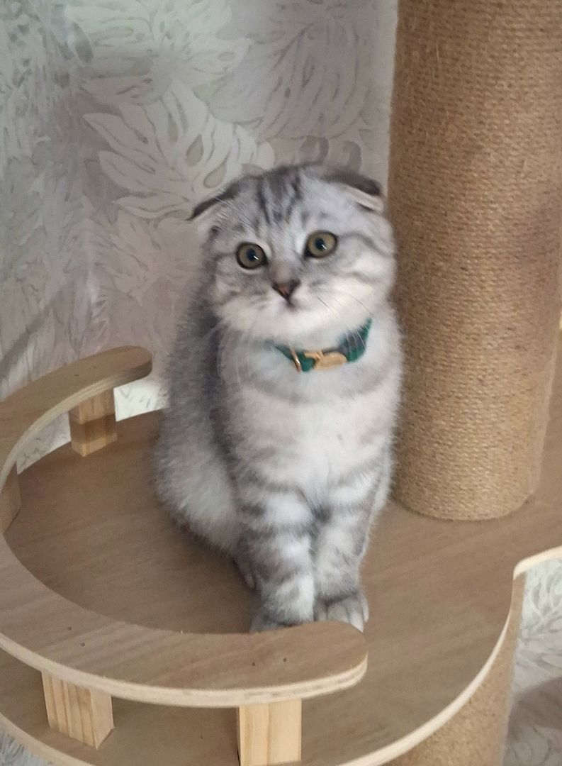 BKH / Scottish Fold Kater suchen liebevolles Zuhause ❤️