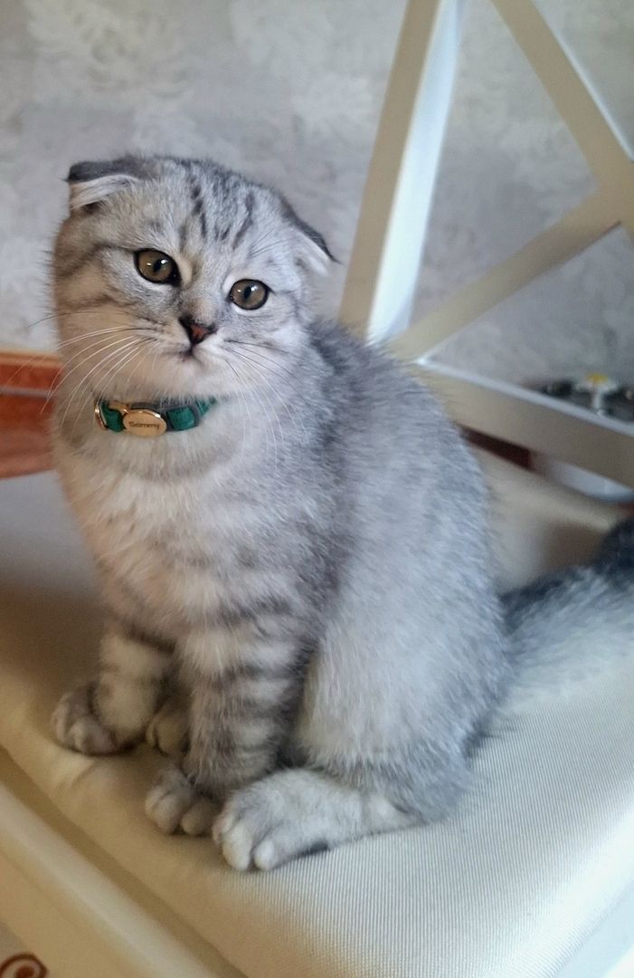 BKH / Scottish Fold Kater suchen liebevolles Zuhause ❤️