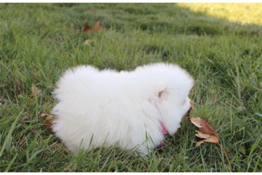 Pomeranian ZwergSpitz Teddy Welpen