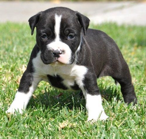 Wunderschöne &nbsp;American Pitbull welpen &nbsp;in Blue