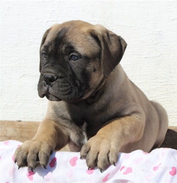 Bullmastiff Welpen suchen ihre Familie