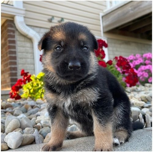 Deutsche Schäferhund Welpen