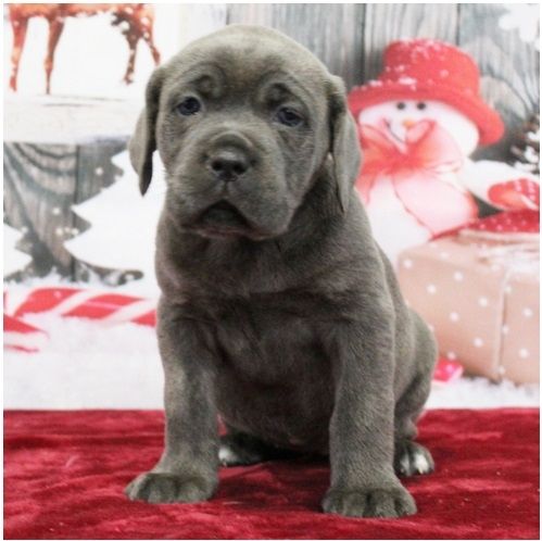 Wunderschöne Blaue cane corso welpen