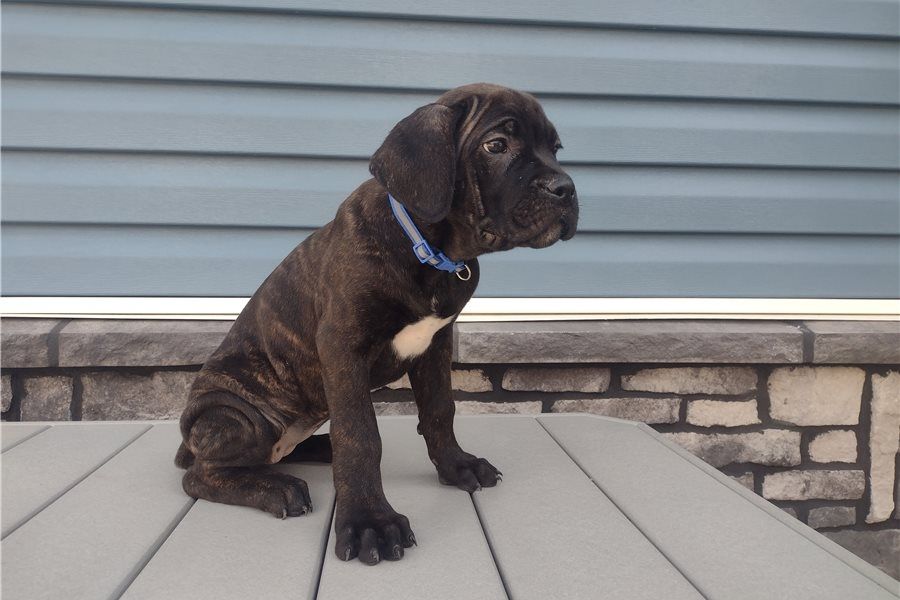 cane corso welpen mit Papieren