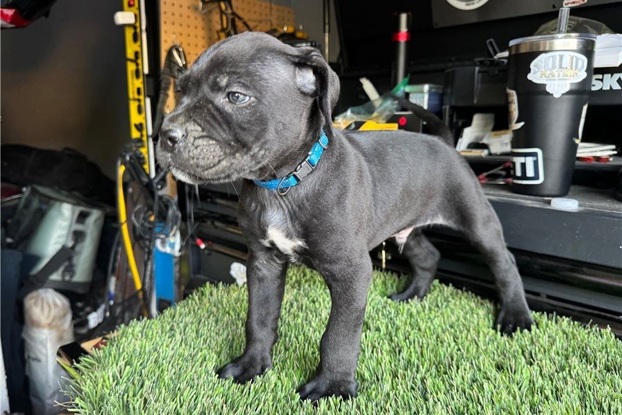 cane corso welpen mit Papieren