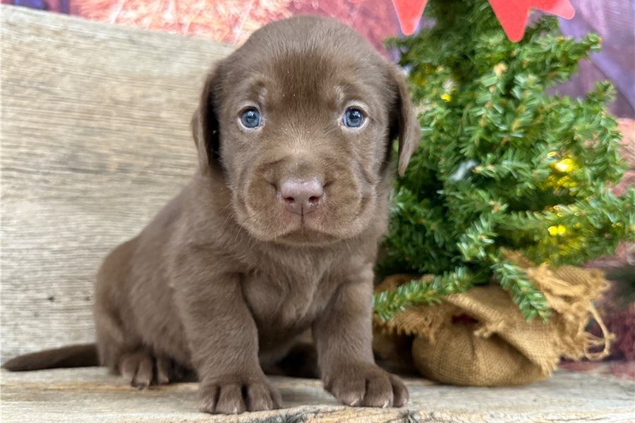 Süße Labrador Welpen mit Papieren
