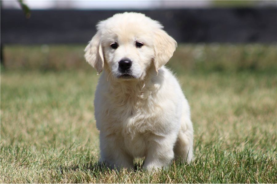 Golden Retriever mit Ahnentafel
