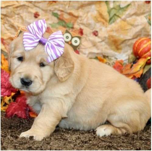 Golden Retriever mit Ahnentafel